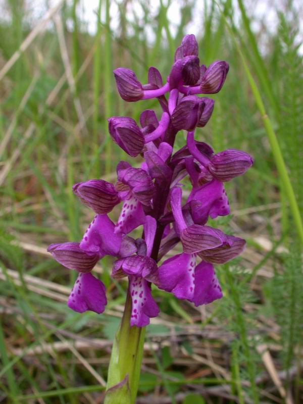 Orchidee del Chianti - Flora toscana